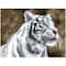 Diamond Dotz® Intermediate Tiger Blanc Pre-Framed Diamond Painting Kit